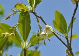 Elaeocarpus grandiflorus. Часть ветви с цветками и завязавшимися плодами. Таиланд, остров Пханган. 24.06.2013.