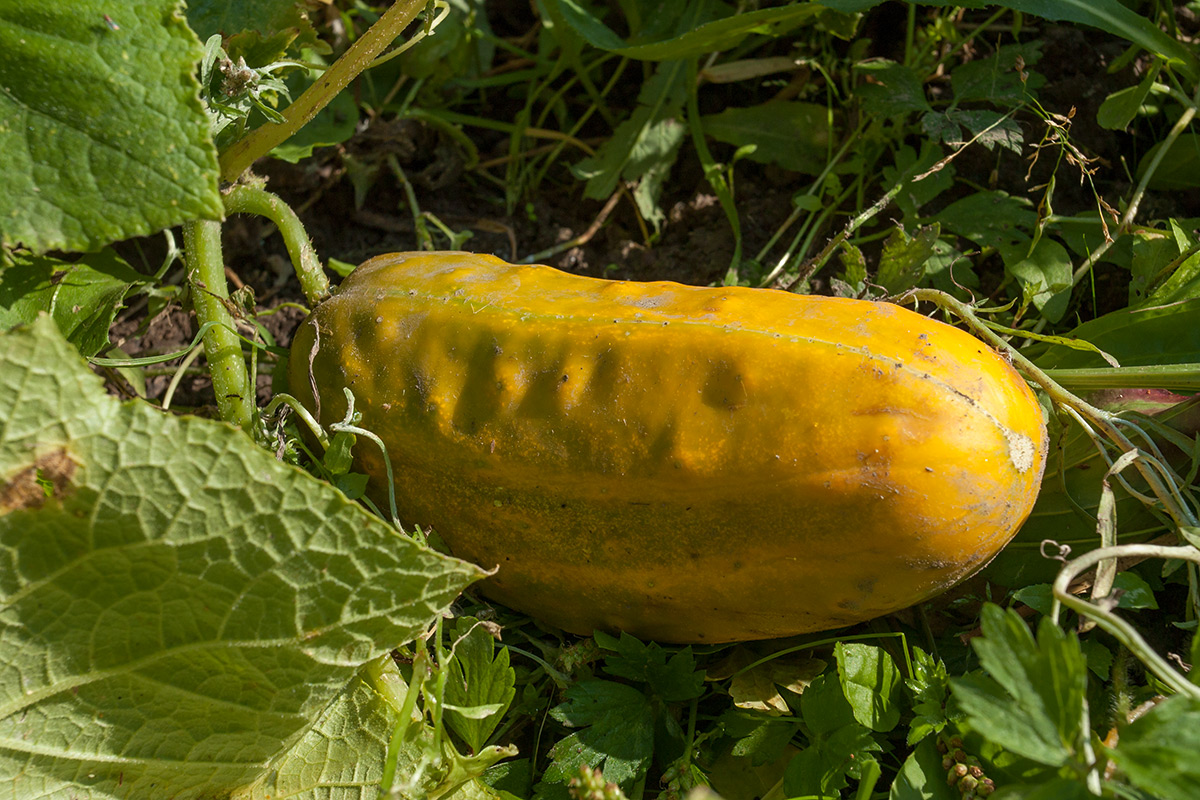 Image of Cucumis sativus specimen.