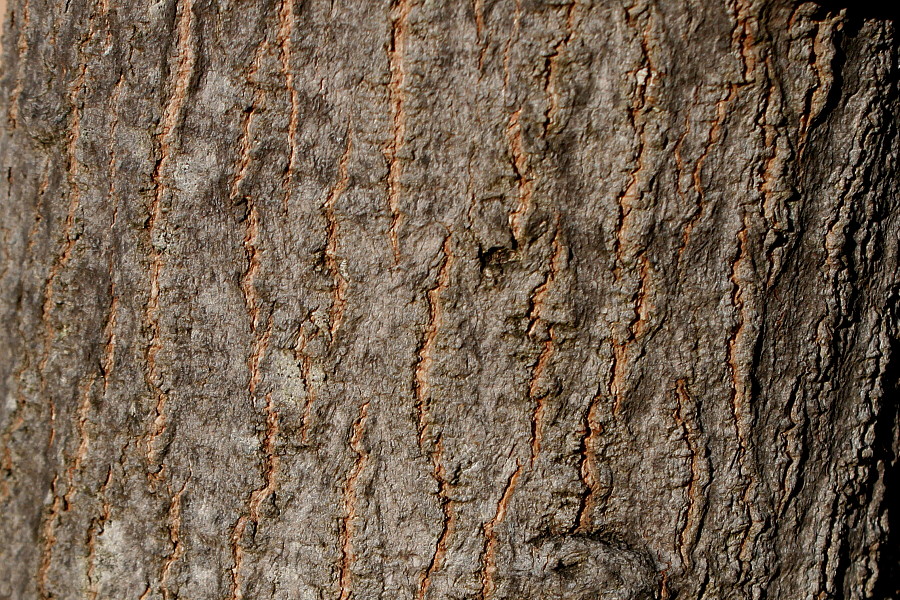 Image of Brachychiton acerifolius specimen.