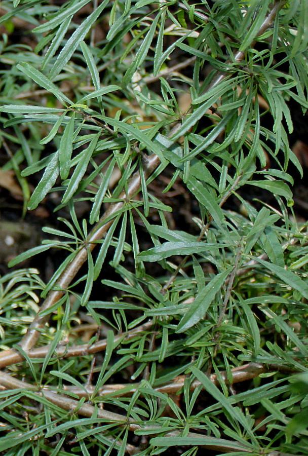 Image of Rhamnus erythroxyloides specimen.
