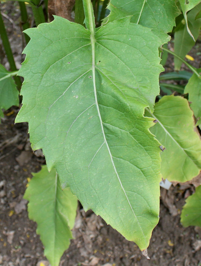 Изображение особи Silphium perfoliatum.