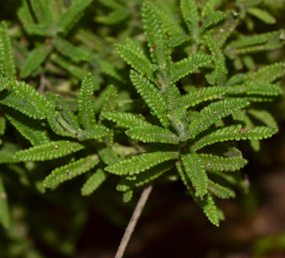 Изображение особи Lavandula dentata.