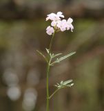 Cardamine trifida. Верхушка цветущего растения. Иркутская обл., окр. Иркутского водохранилища, лес. 14.05.2009.