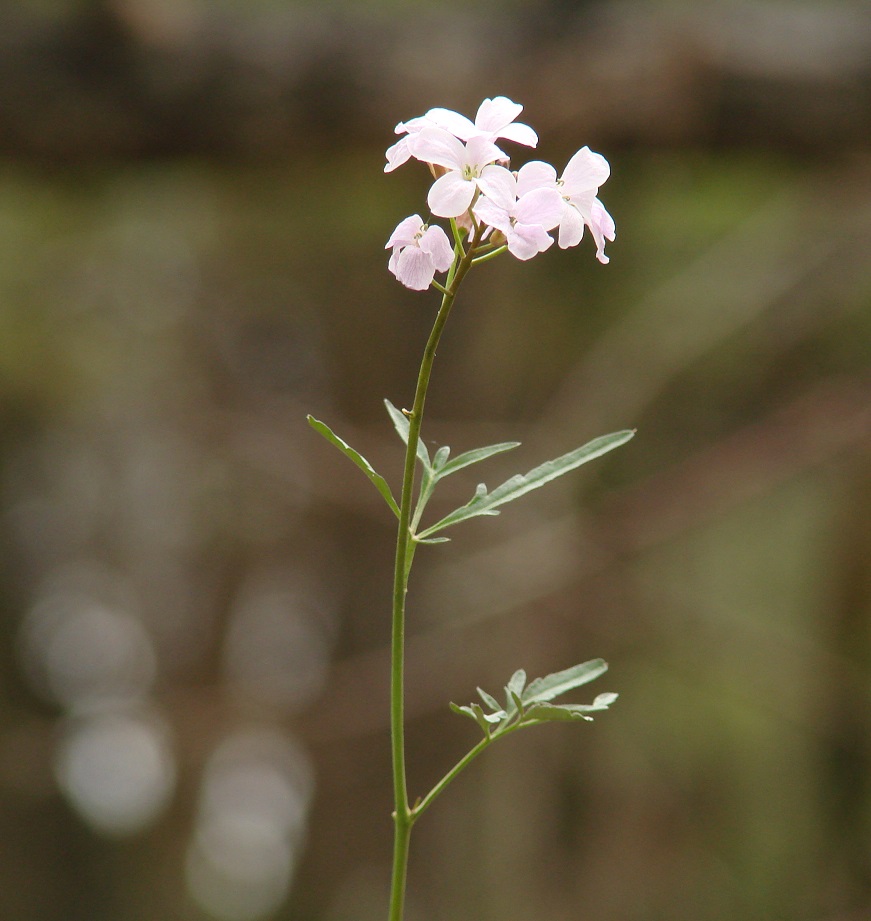 Image of Cardamine trifida specimen.