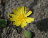 Image of taxon representative. Author is Татьяна Карманова