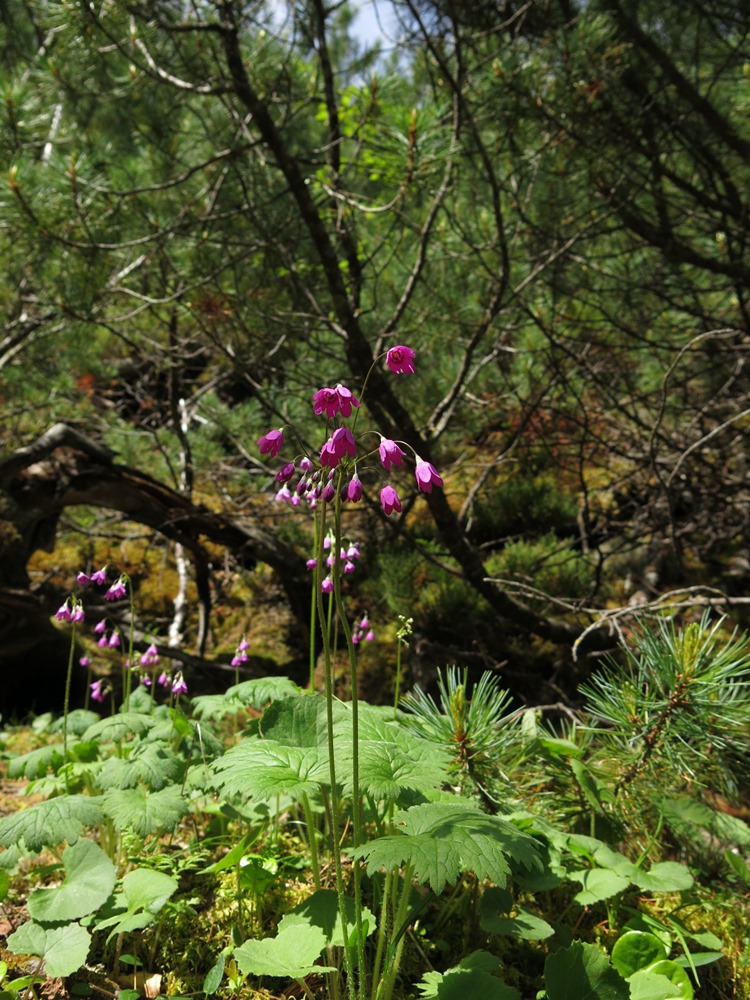 Image of Cortusa sibirica specimen.