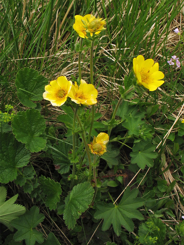 Изображение особи Oreogeum montanum.