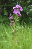 Hesperis sibirica