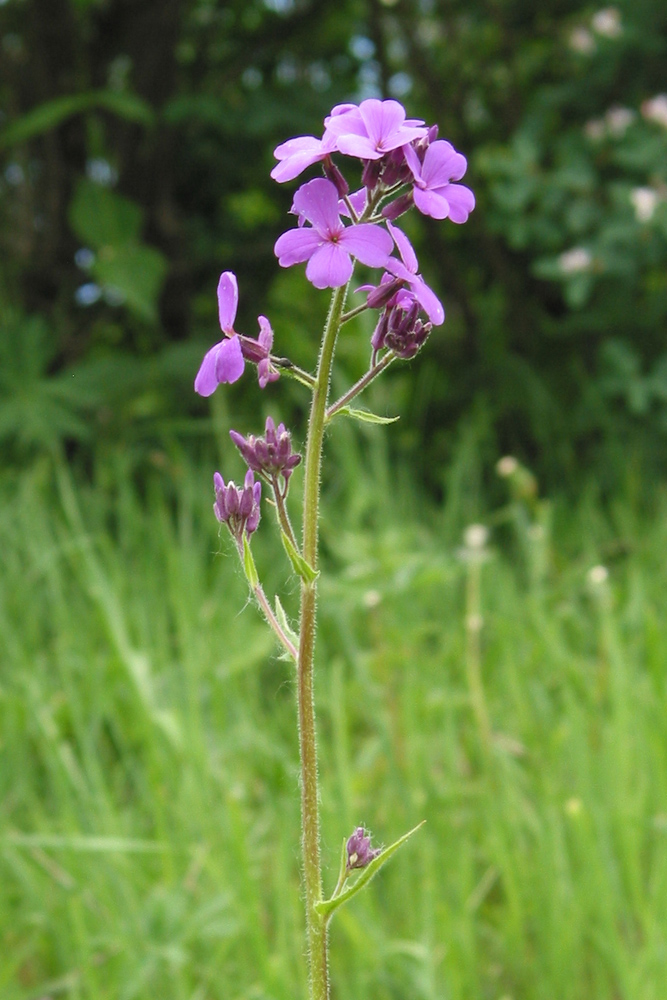 Image of Hesperis sibirica specimen.