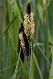 Carex riparia