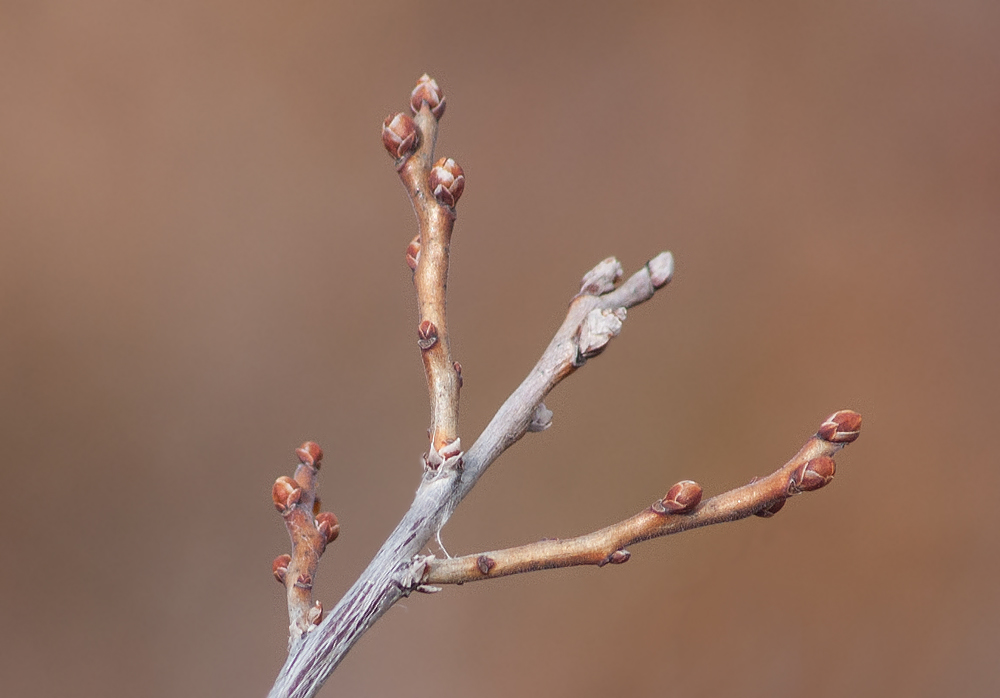 Image of Vaccinium uliginosum specimen.