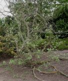 род Salix. Взрослое растение. Германия, г. Дюссельдорф, Ботанический сад университета. 28.04.2014.