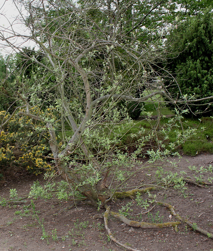 Image of genus Salix specimen.