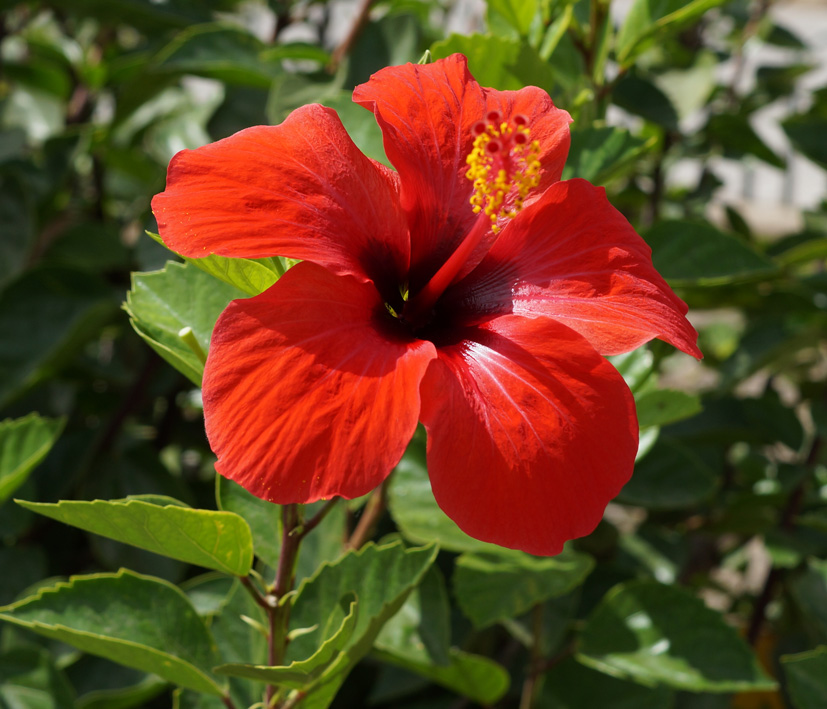 Изображение особи Hibiscus rosa-sinensis.