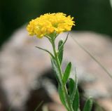 род Alyssum. Верхушка цветущего растения. Краснодарский край, Туапсинский р-н, отрог ГКХ скала Зуб, скальные обнажения, 17.05.2014.