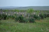 Yucca gloriosa