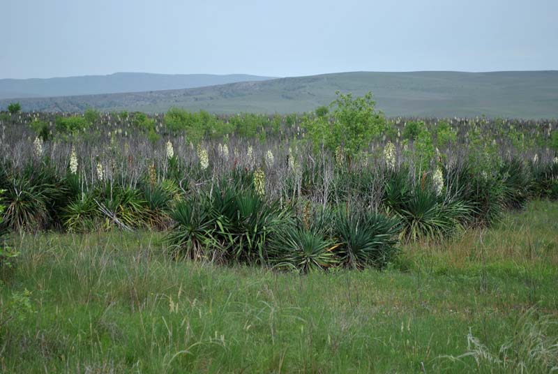 Изображение особи Yucca gloriosa.