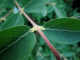 Lonicera altaica. Часть побега с пазушными почками. Москва, Кусково, аллея лесопарка. 26.05.2014.
