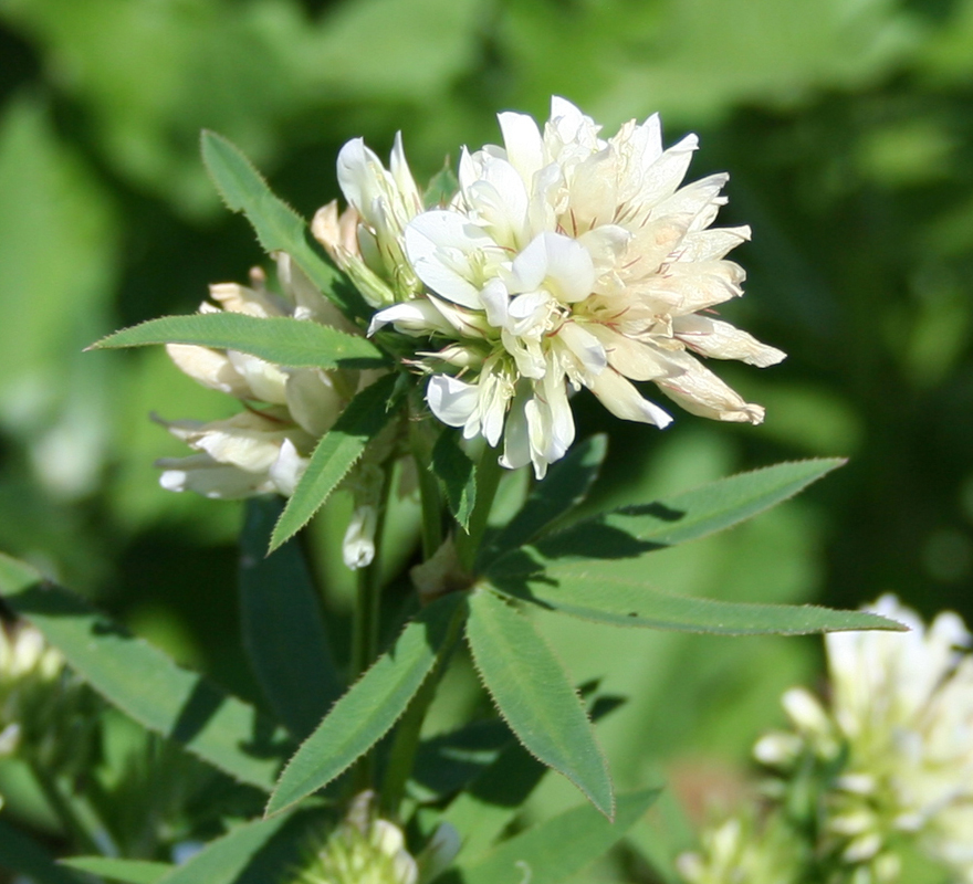 Image of Trifolium lupinaster var. albiflorum specimen.