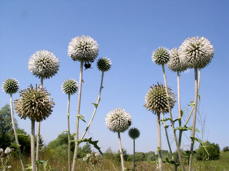 Изображение особи Echinops sphaerocephalus.