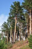 Pinus sylvestris. Взрослые деревья на обрывистом побережье. Псковское озеро, остров Верхний. 14.06.2014.