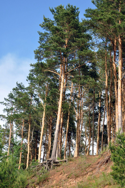 Изображение особи Pinus sylvestris.