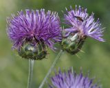 Centaurea graeca