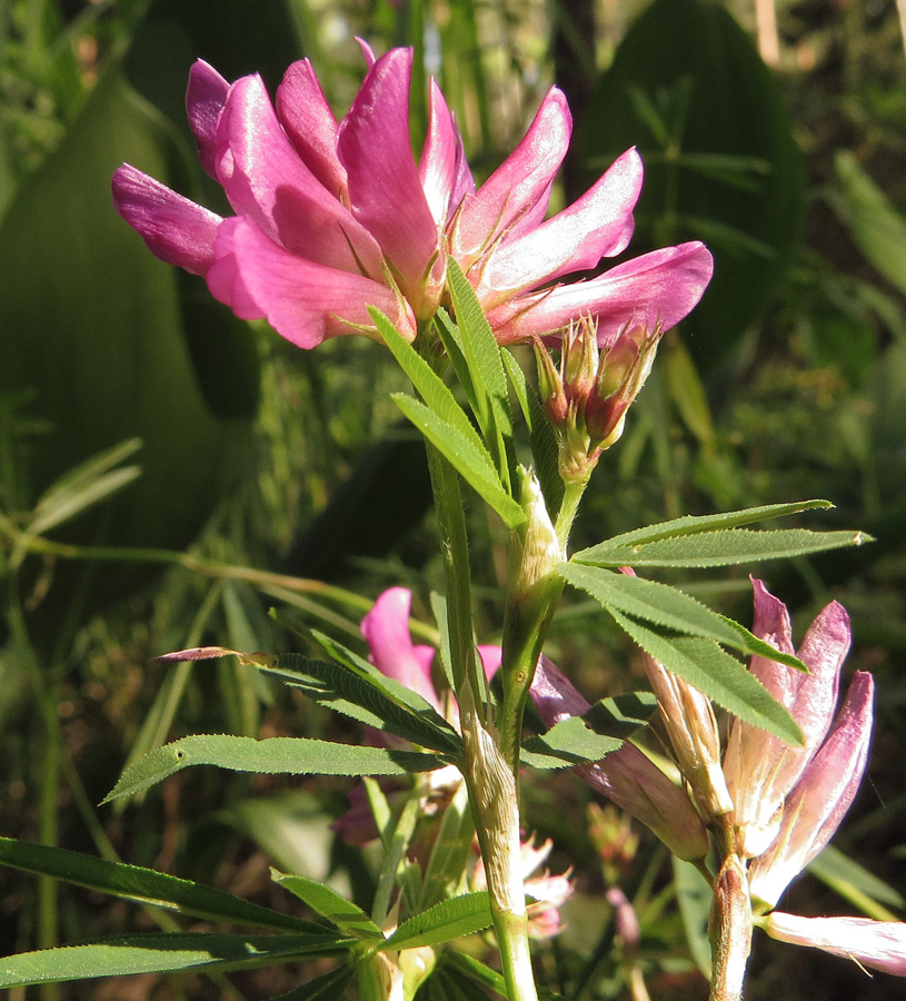 Image of Trifolium litwinowii specimen.