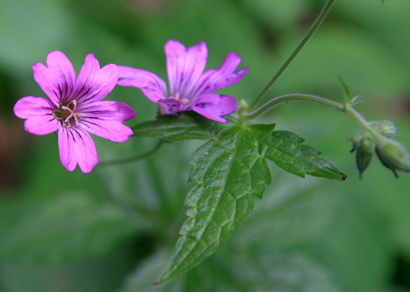 Image of Geranium gracile specimen.