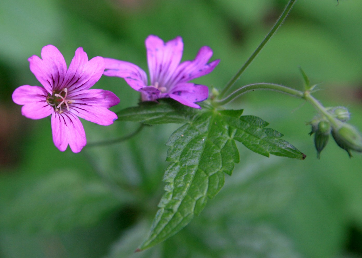 Изображение особи Geranium gracile.