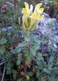 Scutellaria orientalis