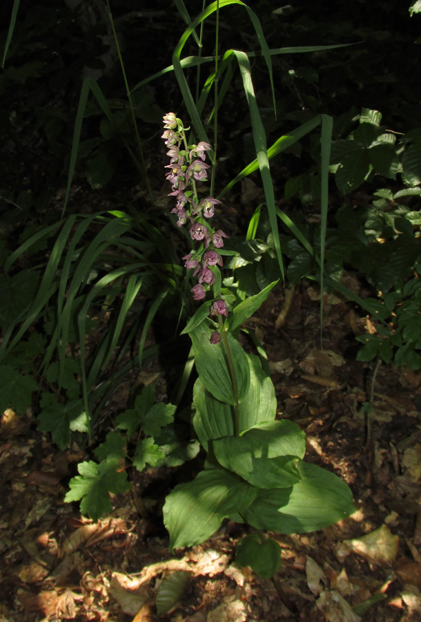 Изображение особи Epipactis helleborine.