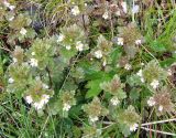 genus Euphrasia