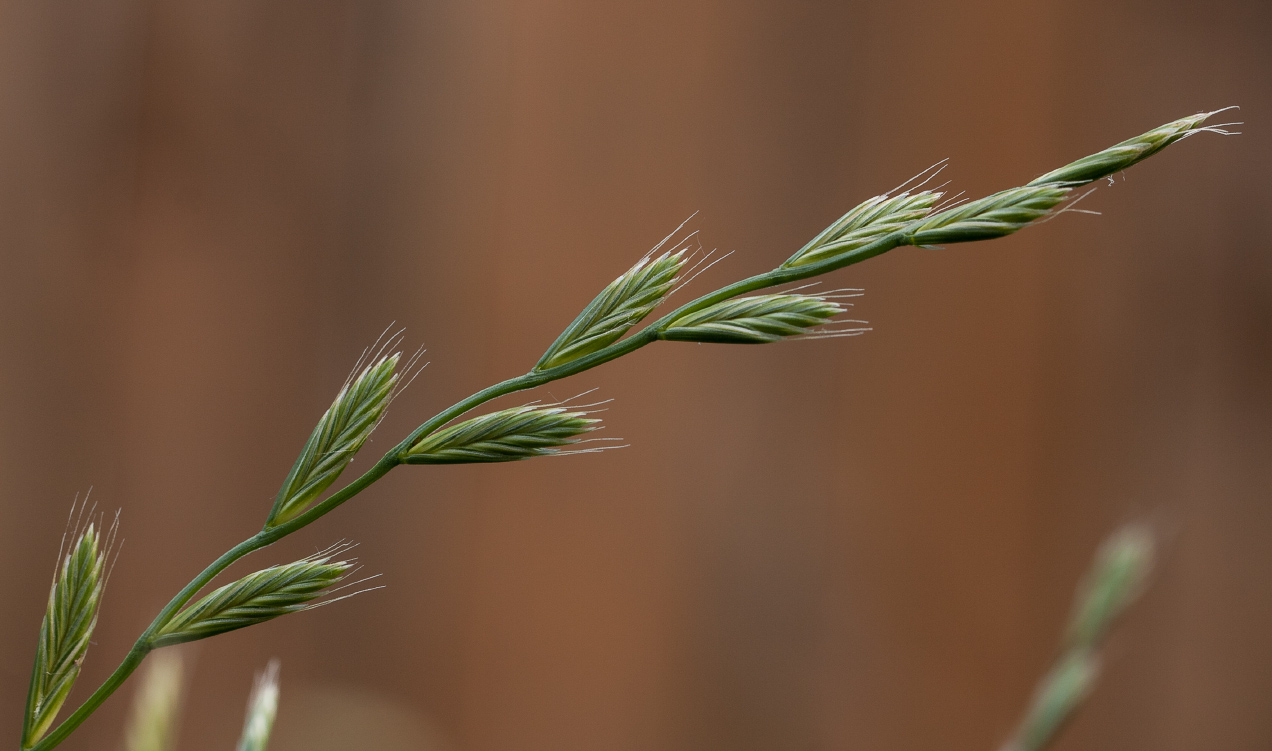 Изображение особи Lolium multiflorum.