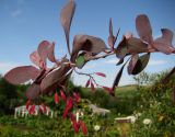 Berberis vulgaris. Ветвь с плодами. Татарстан, г. Бавлы, сад. 07.08.2014.