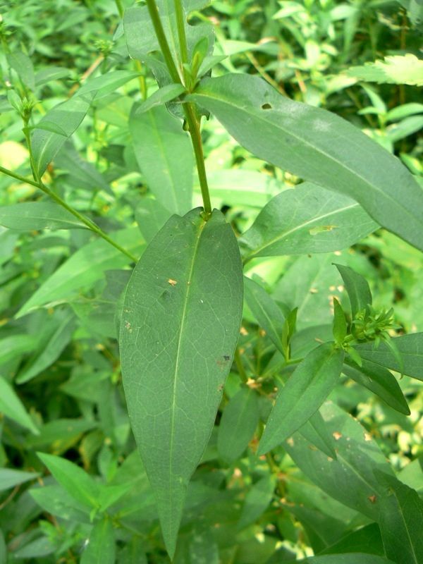 Image of Symphyotrichum novi-belgii specimen.