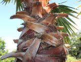 Washingtonia robusta. Верхняя часть ствола многолетнего растения с обрубками черешков листьев. Германия, г. Дюссельдорф, Ботанический сад университета. 03.07.2014.