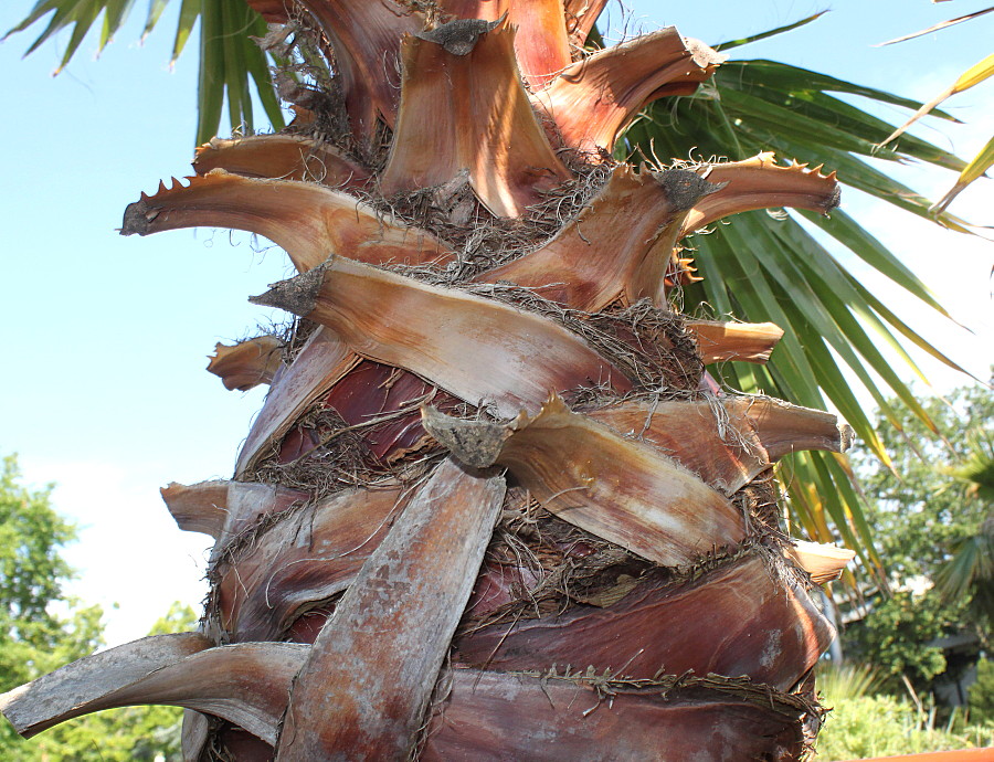 Изображение особи Washingtonia robusta.