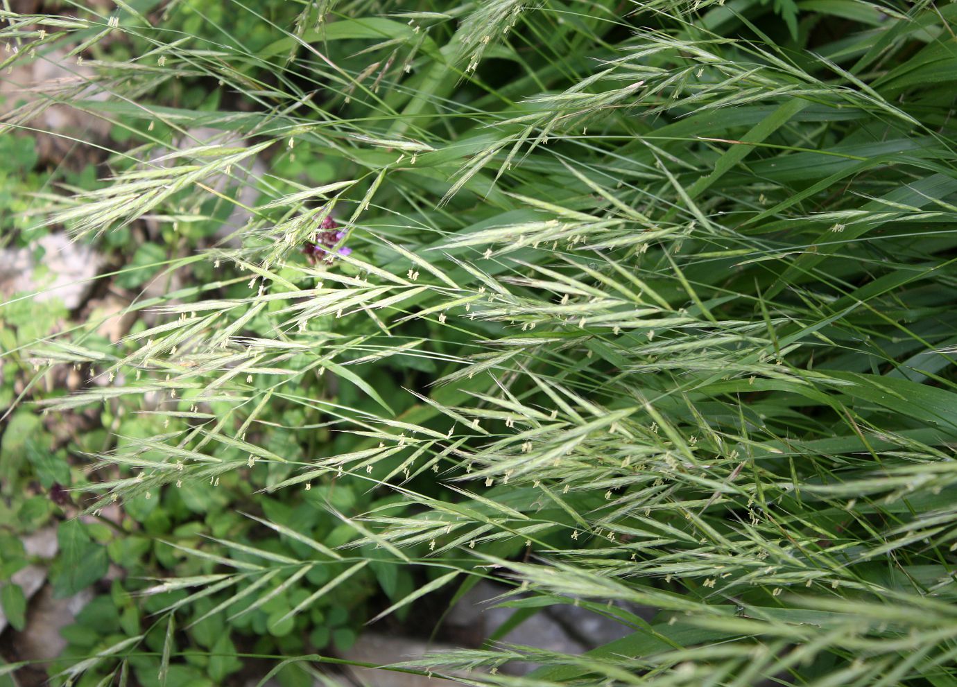 Изображение особи Brachypodium pinnatum.