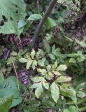 Angelica purpurascens