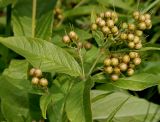 Lysimachia vulgaris. Верхняя часть побега с соплодиями. Германия, г. Дюссельдорф, Ботанический сад университета. 04.09.2014.