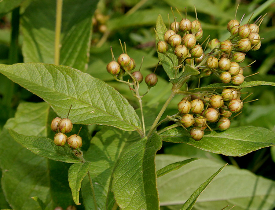Image of Lysimachia vulgaris specimen.