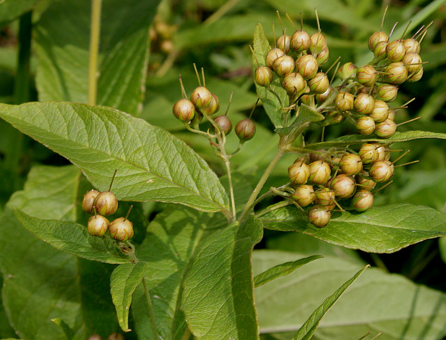 Изображение особи Lysimachia vulgaris.