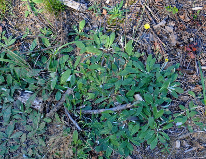 Image of Pilosella officinarum specimen.