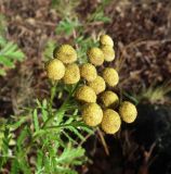 Tanacetum vulgare