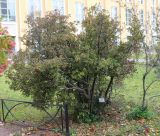 Rhododendron ledebourii. Взрослое растение. Санкт-Петербург, ботанический сад БИН РАН, в культуре. 02.10.2013.