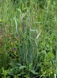Calamagrostis epigeios. Куртина расцветающих растений. Московская обл., Раменский р-н, окр. ж.-д. платформы Хрипань, просека под ЛЭП. 13.06.2014.