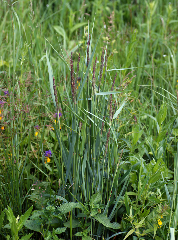 Image of Calamagrostis epigeios specimen.