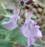 Teucrium chamaedrys