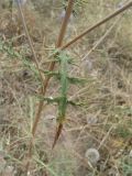 Image of taxon representative. Author is Александр Иванов